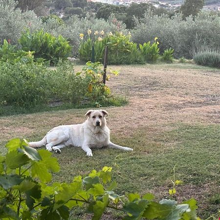 Casa Rural La Recuera Montánchez Kültér fotó
